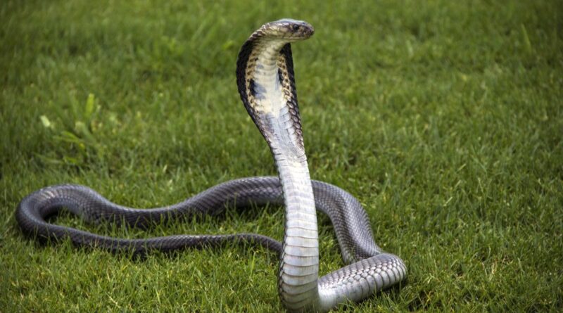 ular berbisa