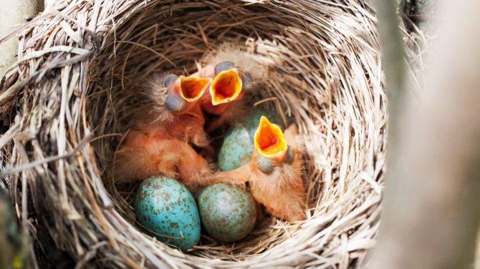 TELUR BURUNG JALAK BALI