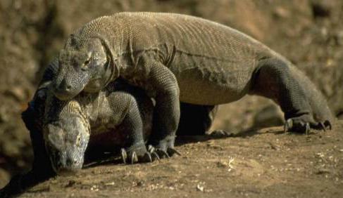 komodo kawin
