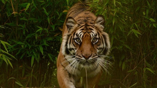 harimau liau