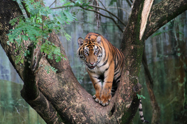 harimau paling liar