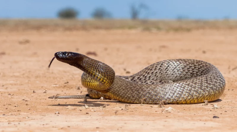 Inland Taipan