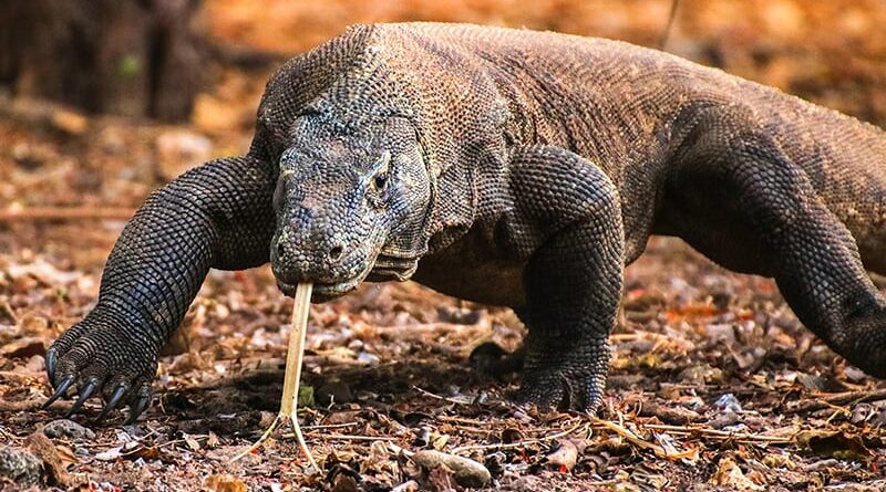 KOMODO INDONESIA