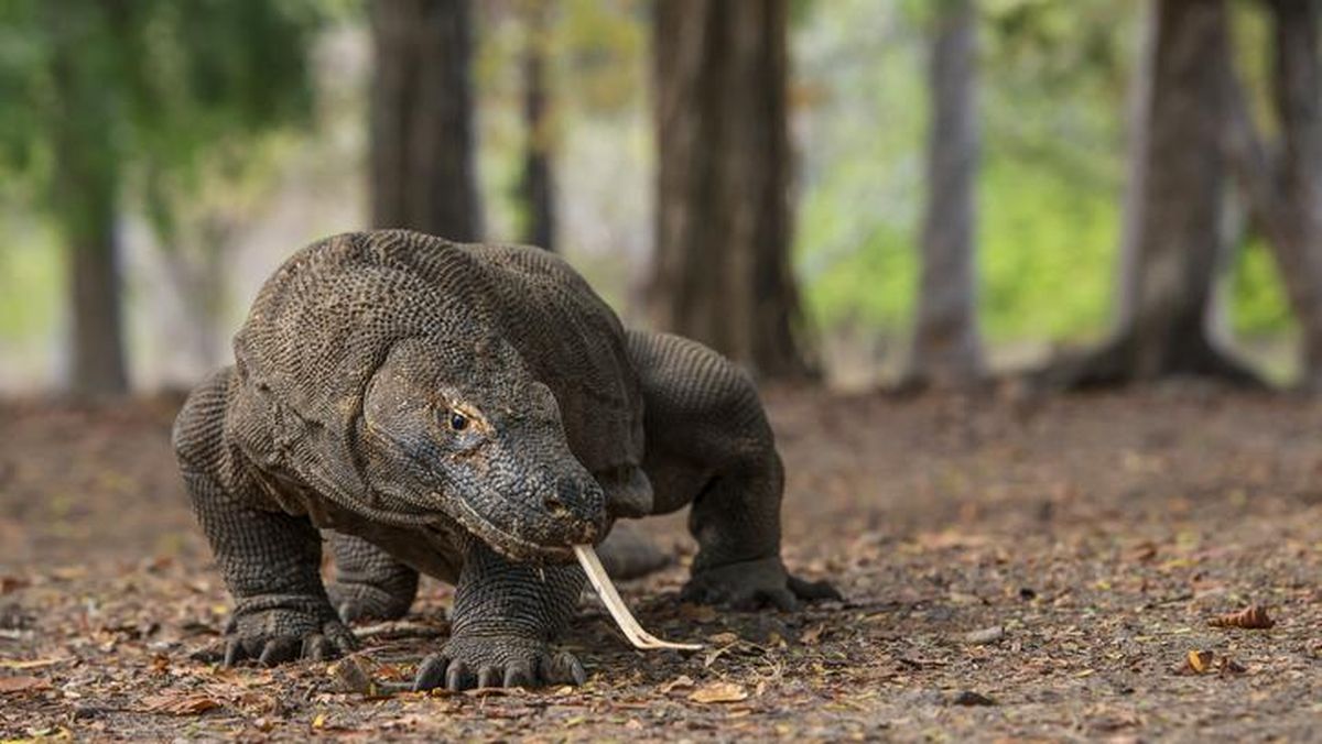 KOMODO INDONESIA