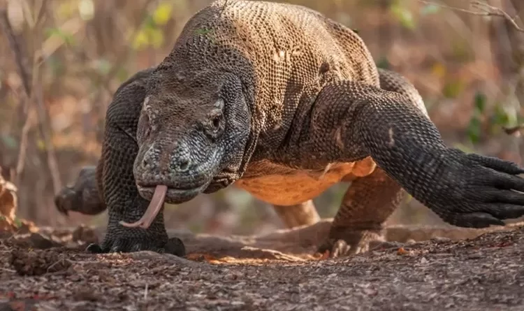 komodo bertelur