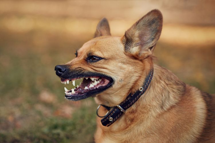 anjing liar