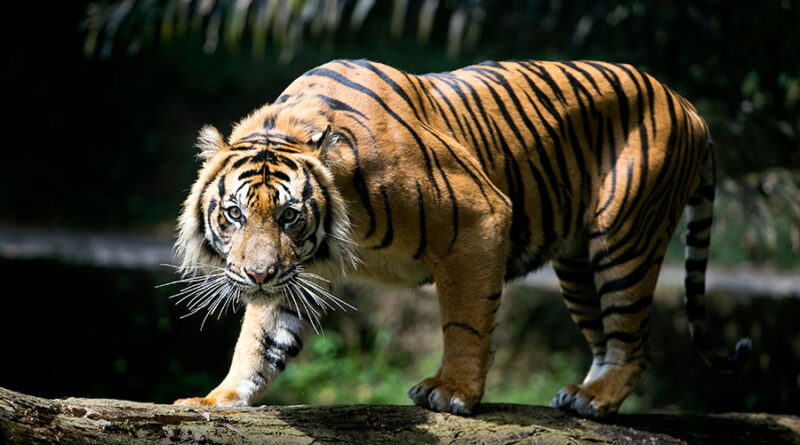 harimau afrika