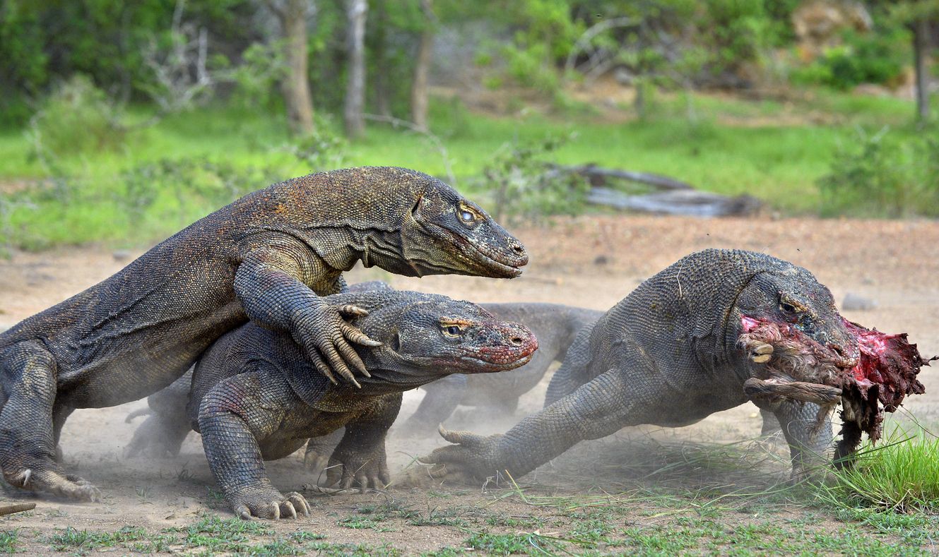 komodo