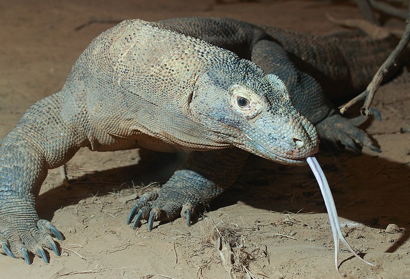 komodo Indonesia