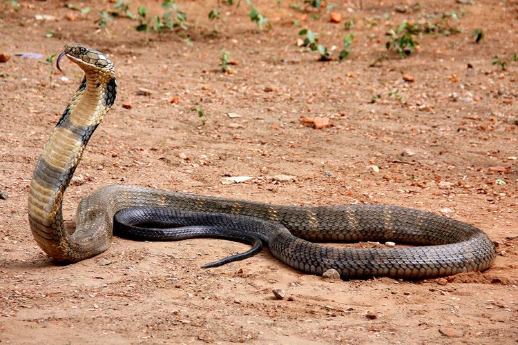 Ular Kobra Meludah Sumatera (Naja sumatrana)