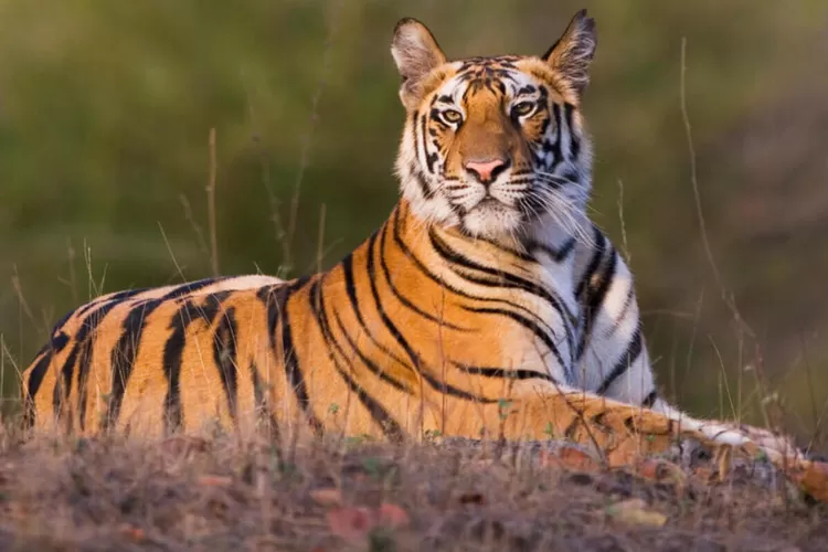 harimau