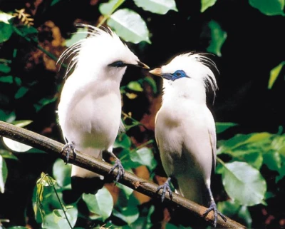 jalak bali