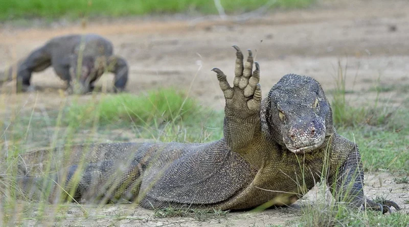 komodo Indonesia