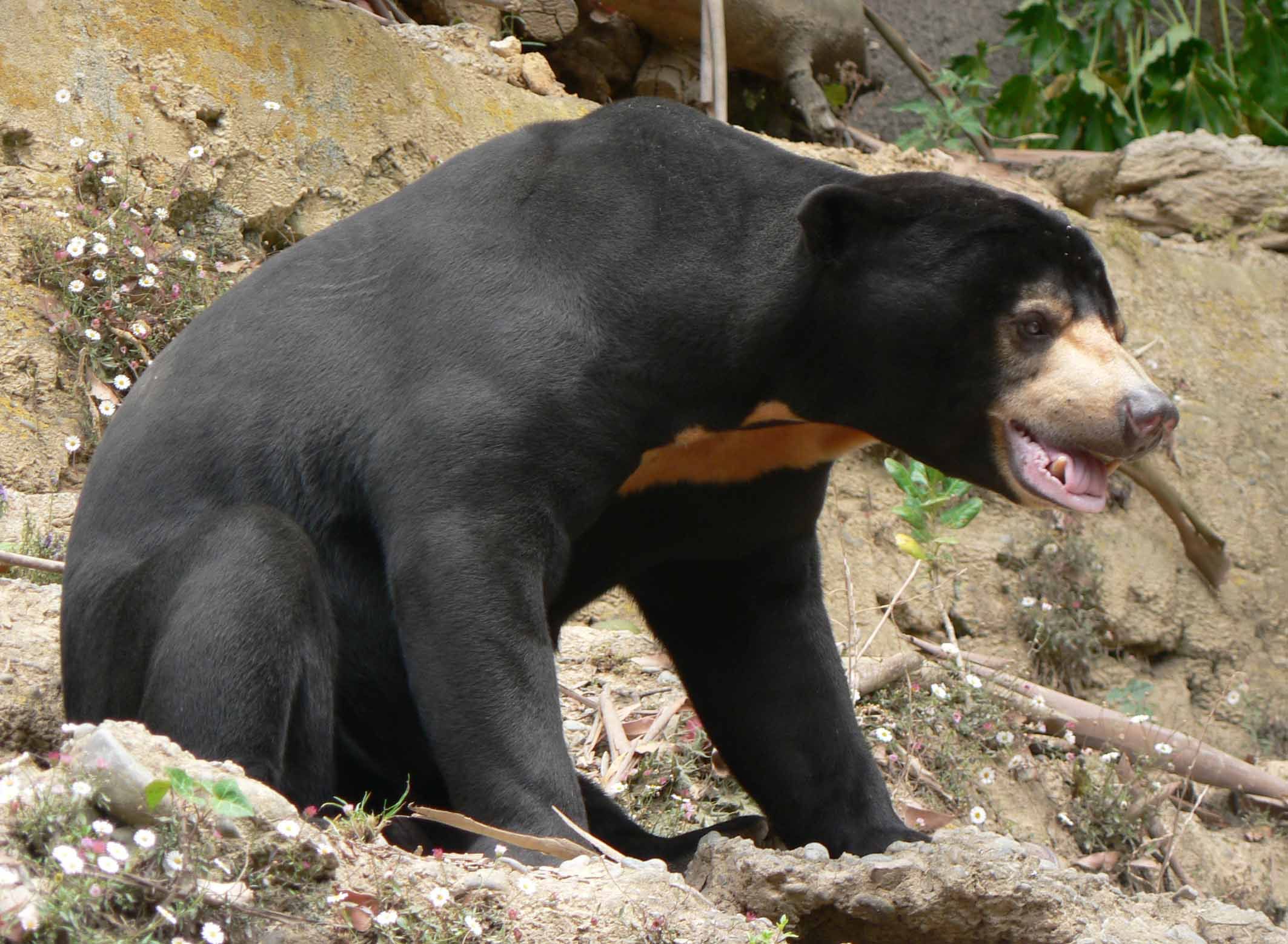 beruang madu