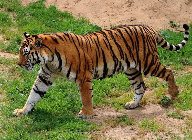 apa itu harimau