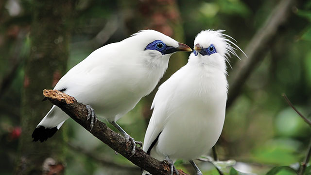 pengertian jalak bali
