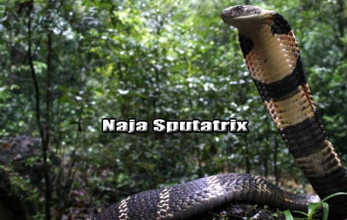 Cobra Jawa Ular Endemik Pulau Jawa