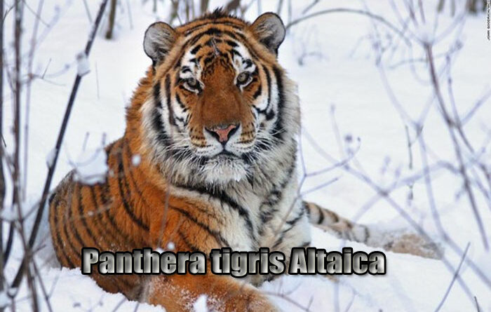 Habitat Harimau Siberia Keindahan Sang Raja Salju