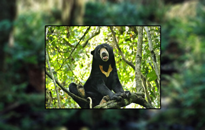 Habitat Asli Beruang Madu