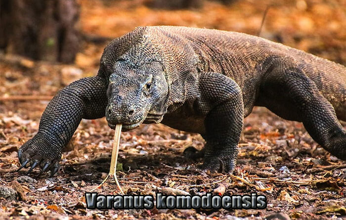 Fakta Unik Komodo Hewan Endemik Indonesia