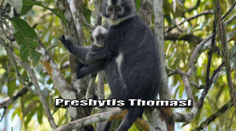 Kedih Spesies Primata Endemik Sumatera Utara