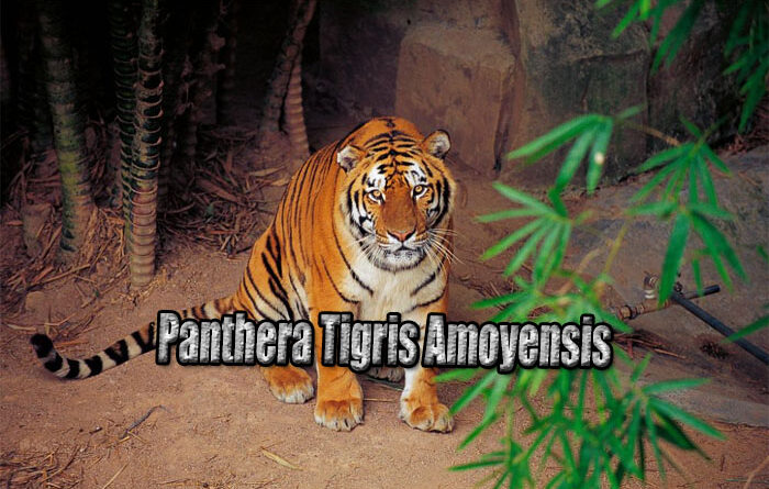 Eksistensi Harimau Cina Selatan yang Terancam Punah