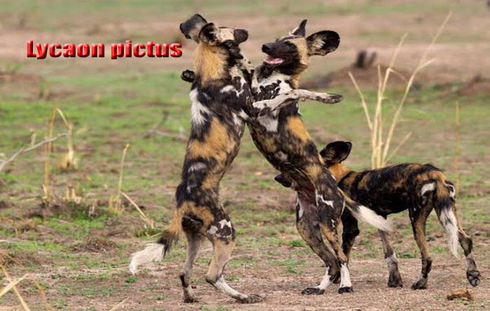 Populasi Anjing Liar di Habitat Aslinya