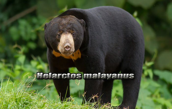 Populasi Beruang Madu di Kawasan Hutan Sumatera