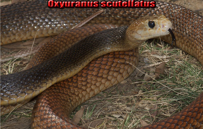 Fakta Unik Coastal Taipan Ular dengan Bisa Mematikan di Dunia