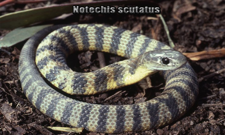 Fakta Unik Eastern Tiger Snake Ular dengan Bisa Mematikan