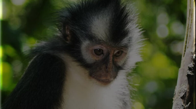Primata Kedih Keindahan dan Ancaman Kelangsungan Hidup