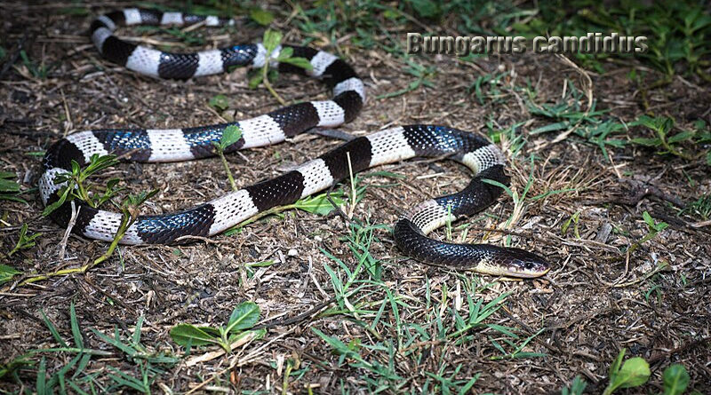 Blue Krait (Bungarus candidus) Keanggunan Mematikan