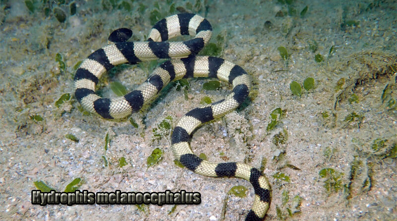 Slender Sea Snake Makhluk Laut yang Menarik