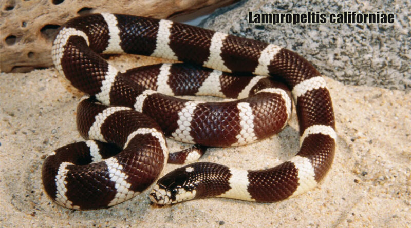 California Kingsnakes Eksotisme dan Kecantikan Ular