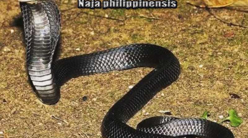 Kobra Filipina Keanggunan Berbahaya di Dunia Ular