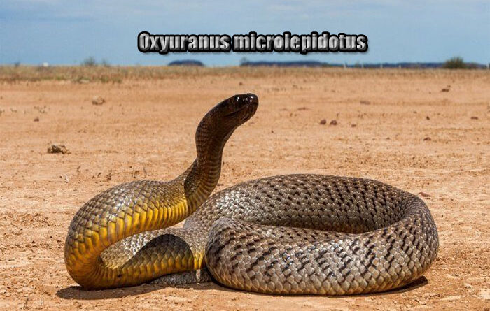 Fakta Unik Inland Taipan Ular dengan Bisa Mematikan di Dunia