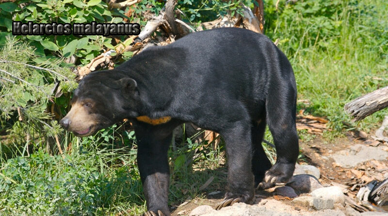 Beruang Madu Ikonik Kecil dari Hutan Tropis