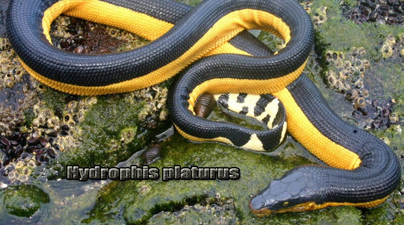 Yellow Sea Snake Menguak Misteri Ular Laut yang Menakjubkan