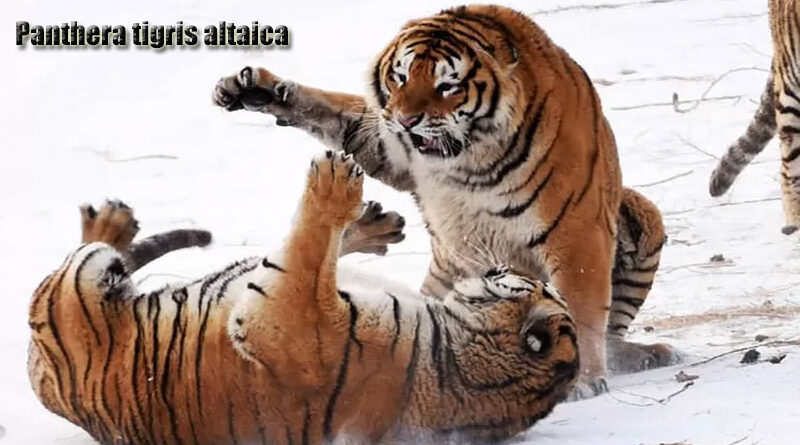 Harimau Siberia Raja Hutan yang Menggigilkan