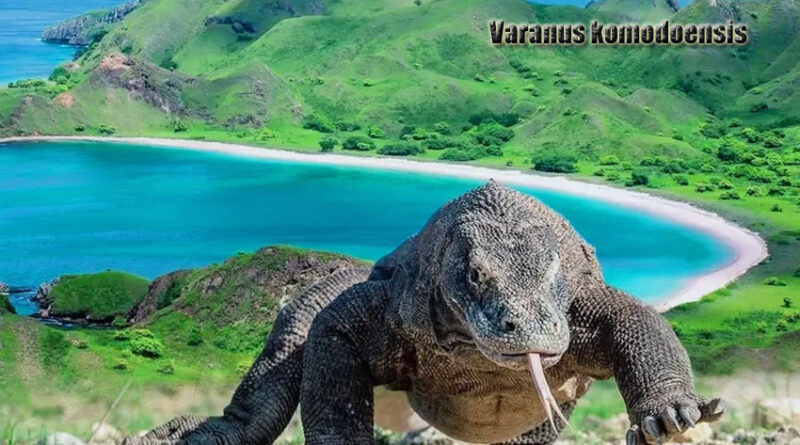 Komodo Naga Terakhir di Dunia