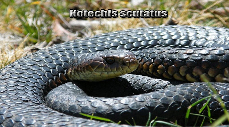 Tiger Snake Predator Tersembunyi di Hutan Belantara Australia