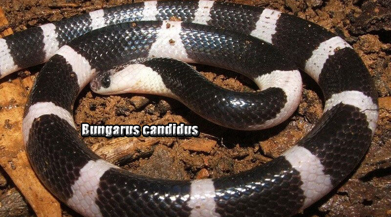 Mengenal Ular Blue Krait Kombinasi Cantik dan Berbahaya