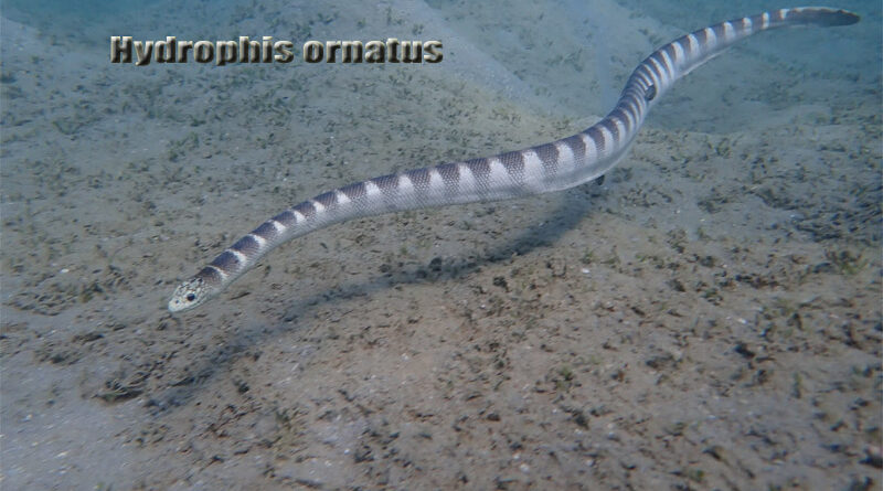 Ornate Reef Sea Snake Permata Kedalaman Lautan