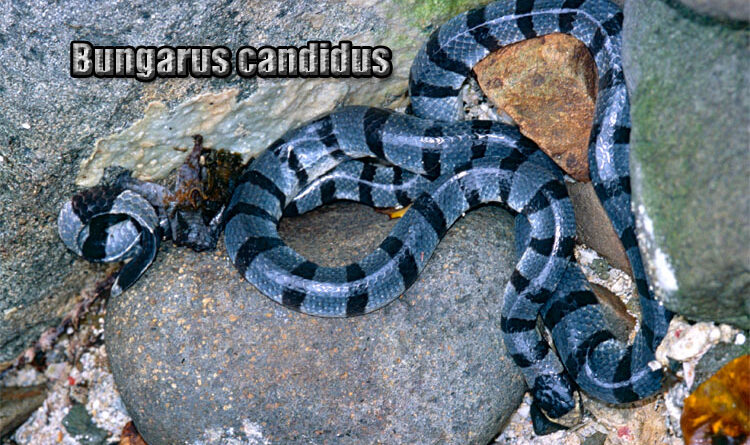 Fakta Unik Blue Krait Ular Paling Mematikan di Asia