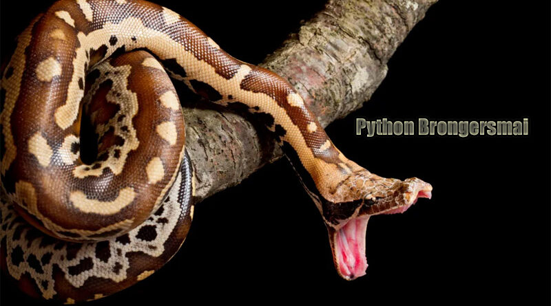 Ular Blood Python Sosok yang Misterius dalam Dunia Reptil