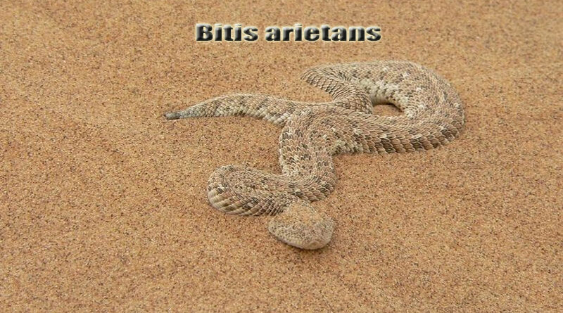 Puff Adder Ular Berbisa yang Tersembunyi di Afrika