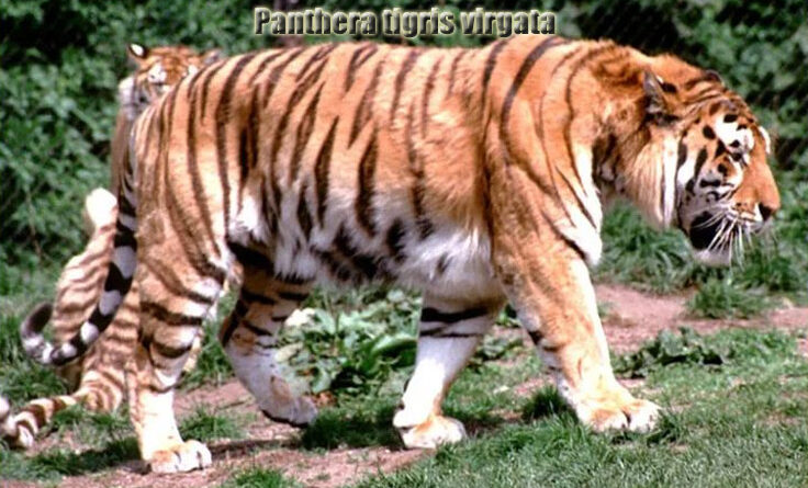 Harimau Kaspia Harimau yang Sulit Dicapai