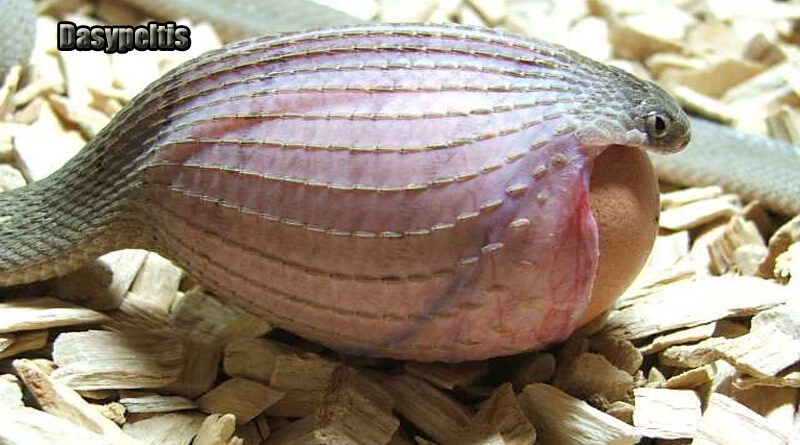 Ular Pemakan Telur Afrika Predator Tak Tertandingi di Dunia Reptil