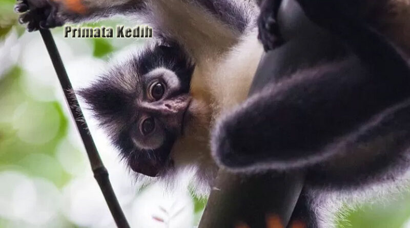 Primata Kedih Memahami Kehidupan Emosional Primata