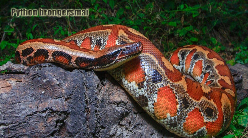 Menelusuri Keunikan Ular Blood Python